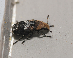 Euparius paganus