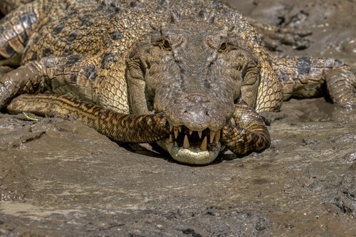 Australian Scrub Python sighting