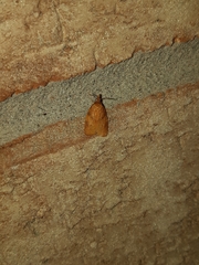 Cenopis reticulatana