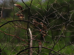 Taeniopygia guttata