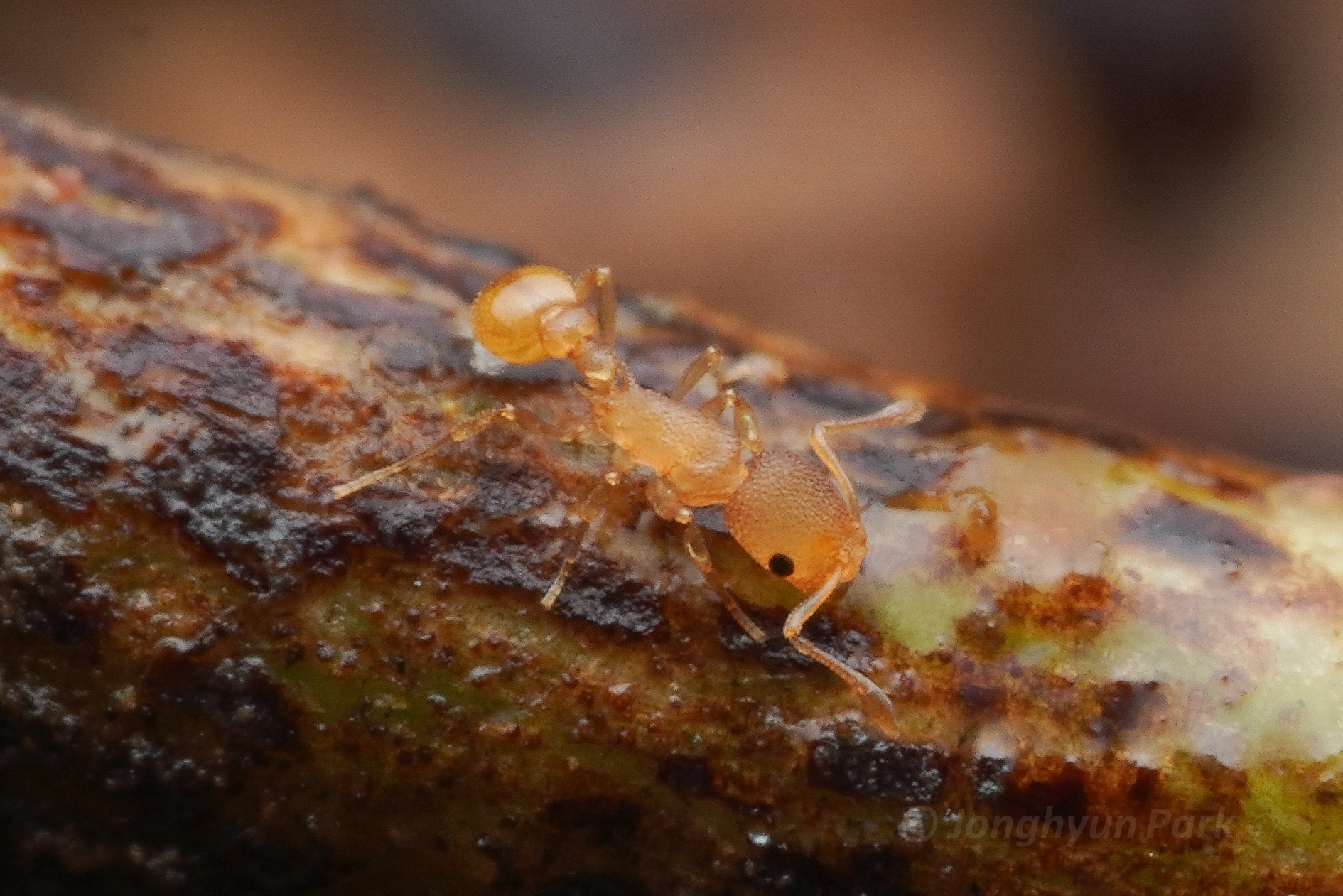 Cardiocondyla micropila