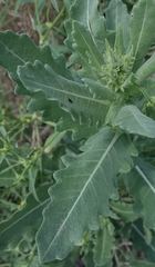 Engelmannia peristenia