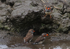 Taeniopygia guttata
