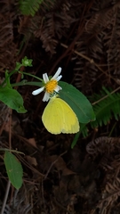 Eurema blanda arsakia