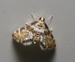 Petrophila canadensis