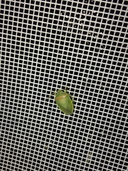 Piezodorus guildinii