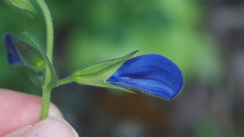 Image of Salvia patens by no rights reserved