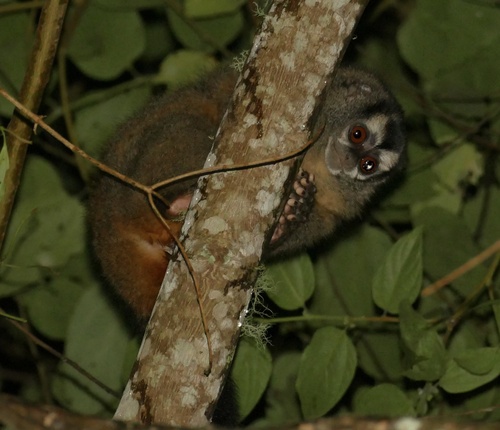 Gray-legged Night Monkey