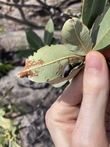 Image of Xanthostemon paradoxus by (c) Thomas Mesaglio, some rights reserved (CC BY)