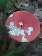 Philonthus caeruleipennis