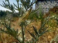 Myrmecaelurus trigrammus