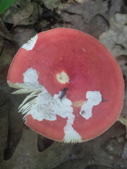 Philonthus caeruleipennis