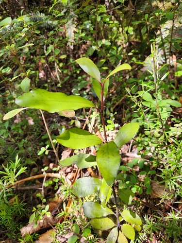 Alseuosmia pusilla (Alseuosmia pusilla)