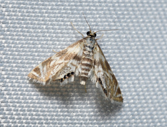 Petrophila canadensis