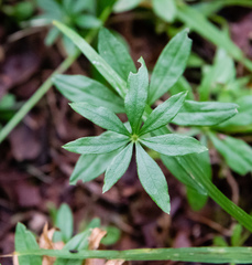 Galium odoratum