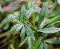 Galium odoratum