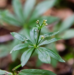 Galium odoratum