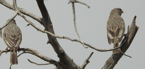 Arabian Serin (Crithagra rothschildi), photo 2