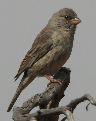 Arabian Serin (Crithagra rothschildi), photo 6