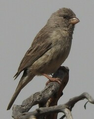 Arabian Serin photo 3
