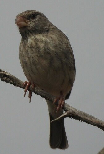 Arabian Serin (Crithagra rothschildi), photo 10