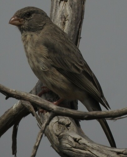 Arabian Serin (Crithagra rothschildi), photo 1