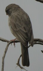Arabian Serin photo 2