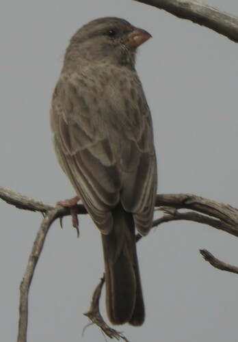Arabian Serin (Crithagra rothschildi), photo 3