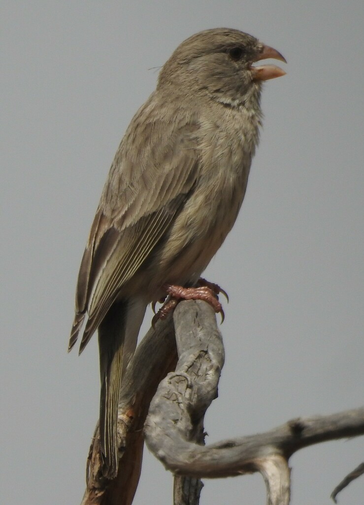 Arabian Serin