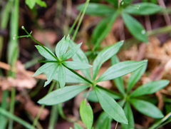 Galium odoratum