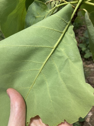 Image of Terminalia ferdinandiana by (c) Thomas Mesaglio, some rights reserved (CC BY)