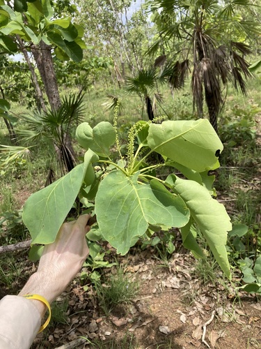 Image of Terminalia ferdinandiana by (c) Thomas Mesaglio, some rights reserved (CC BY)