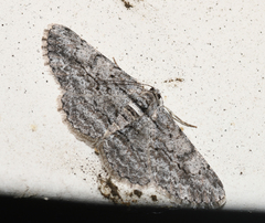 Anavitrinella pampinaria