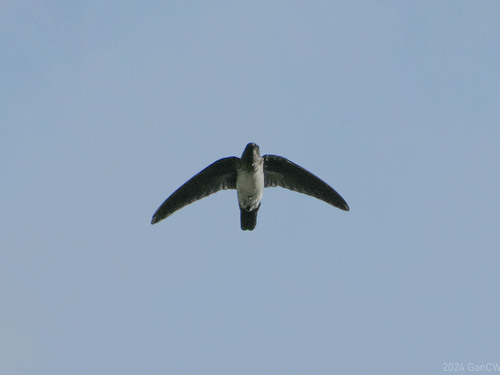 Glossy Swiftlet (Collocalia esculenta), photo 5