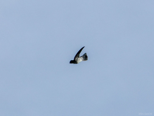 Glossy Swiftlet (Collocalia esculenta), photo 6