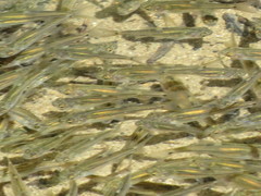California Roach photo 4