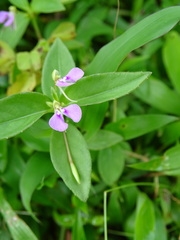 Impatiens minor