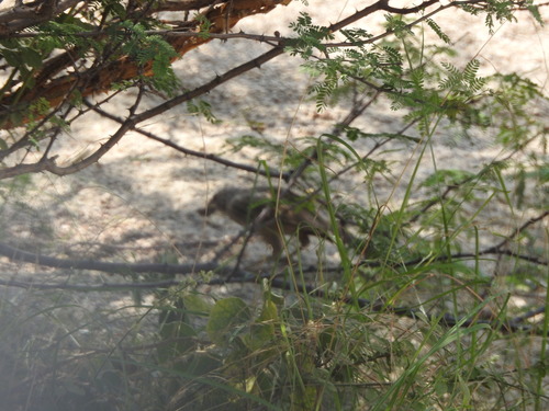 Arabian Babbler