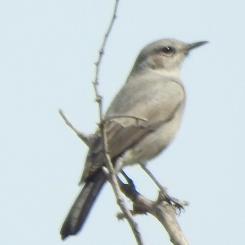 Blackstart