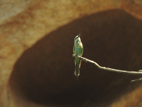 Arabian Green Bee-eater