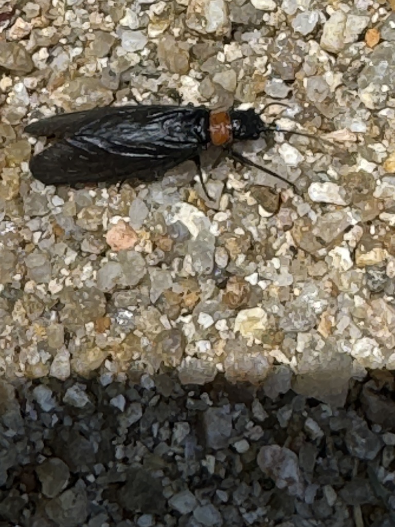 Austrosialis