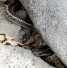 Pseudalsophis hoodensis