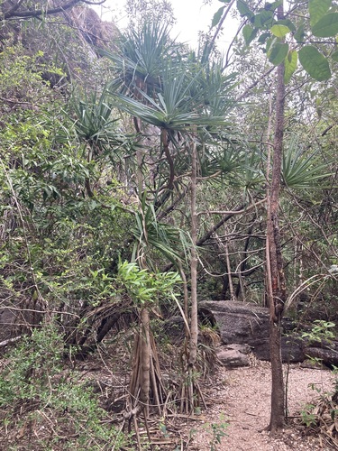 Image of Pandanus basedowii by (c) Thomas Mesaglio, some rights reserved (CC BY)