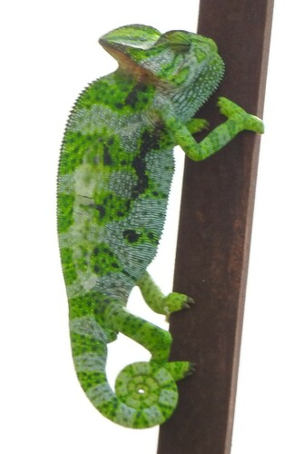 Chamaeleo calyptratus calcarifer