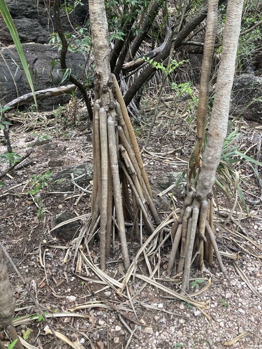Pandanus basedowii, photograph 6