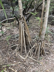 Pandanus basedowii, photograph Thomas Mesaglio, CC BY, iNaturalist via GBIF