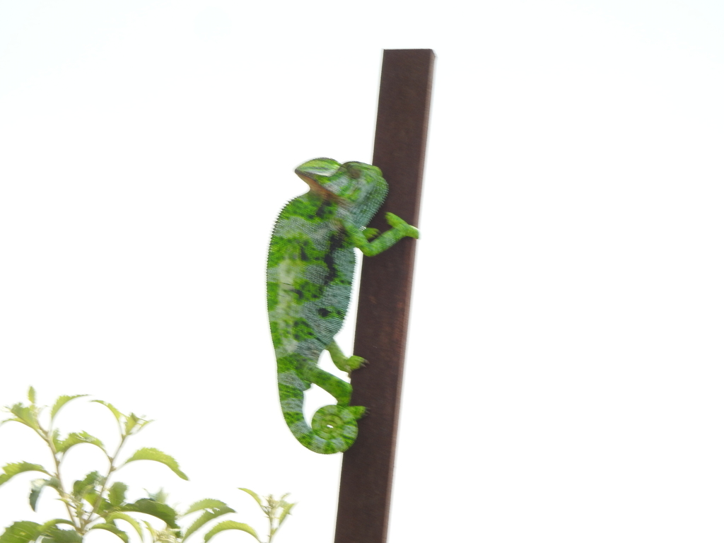 Veiled Chameleon