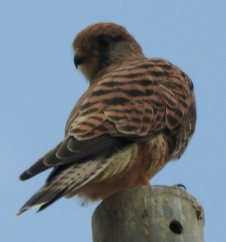 Eurasian Kestrel