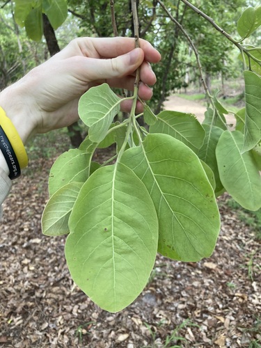 Image of Terminalia carpentariae by (c) Thomas Mesaglio, some rights reserved (CC BY)