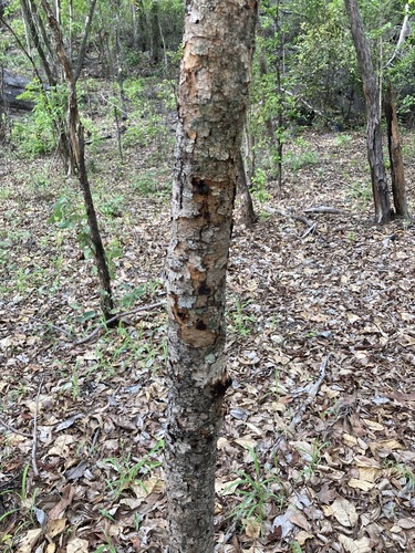 Image of Terminalia carpentariae by (c) Thomas Mesaglio, some rights reserved (CC BY)